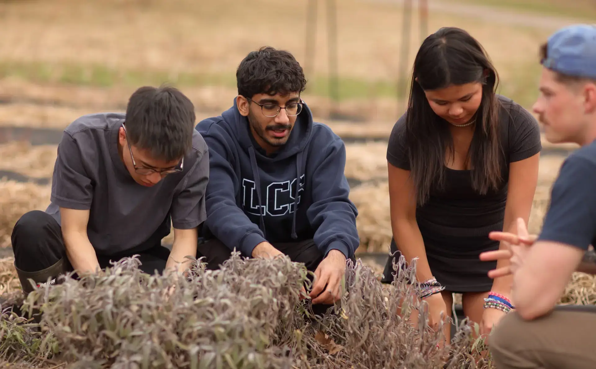 Students harvesting brush
