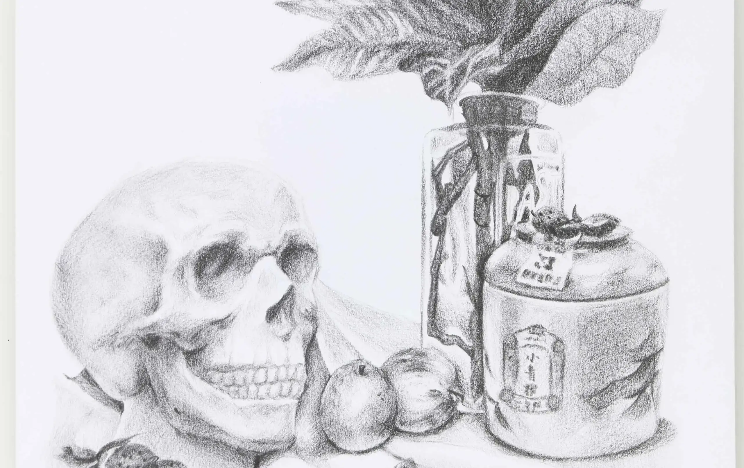 Still-life sketch of skull and plant