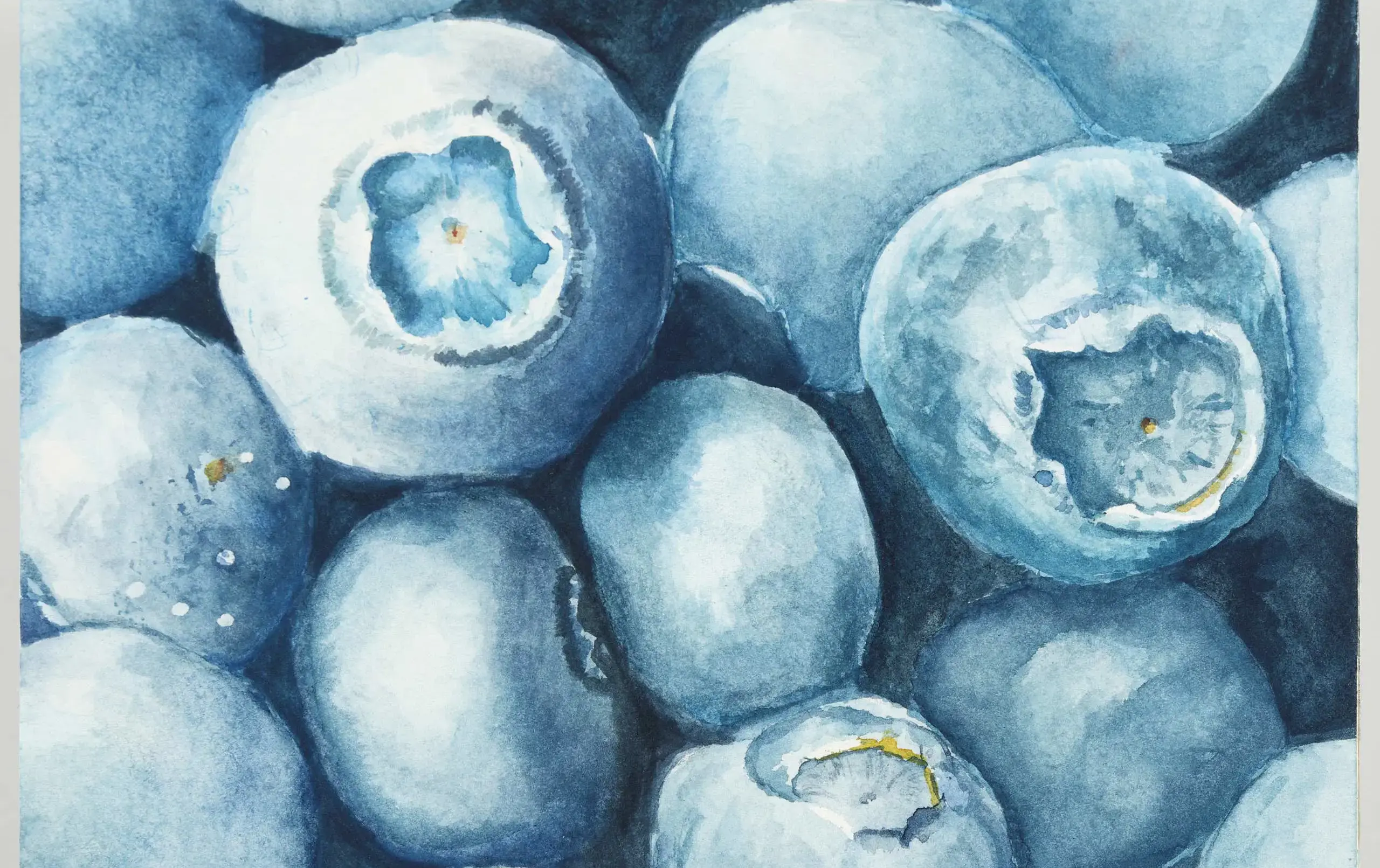 Sketch of blueberries