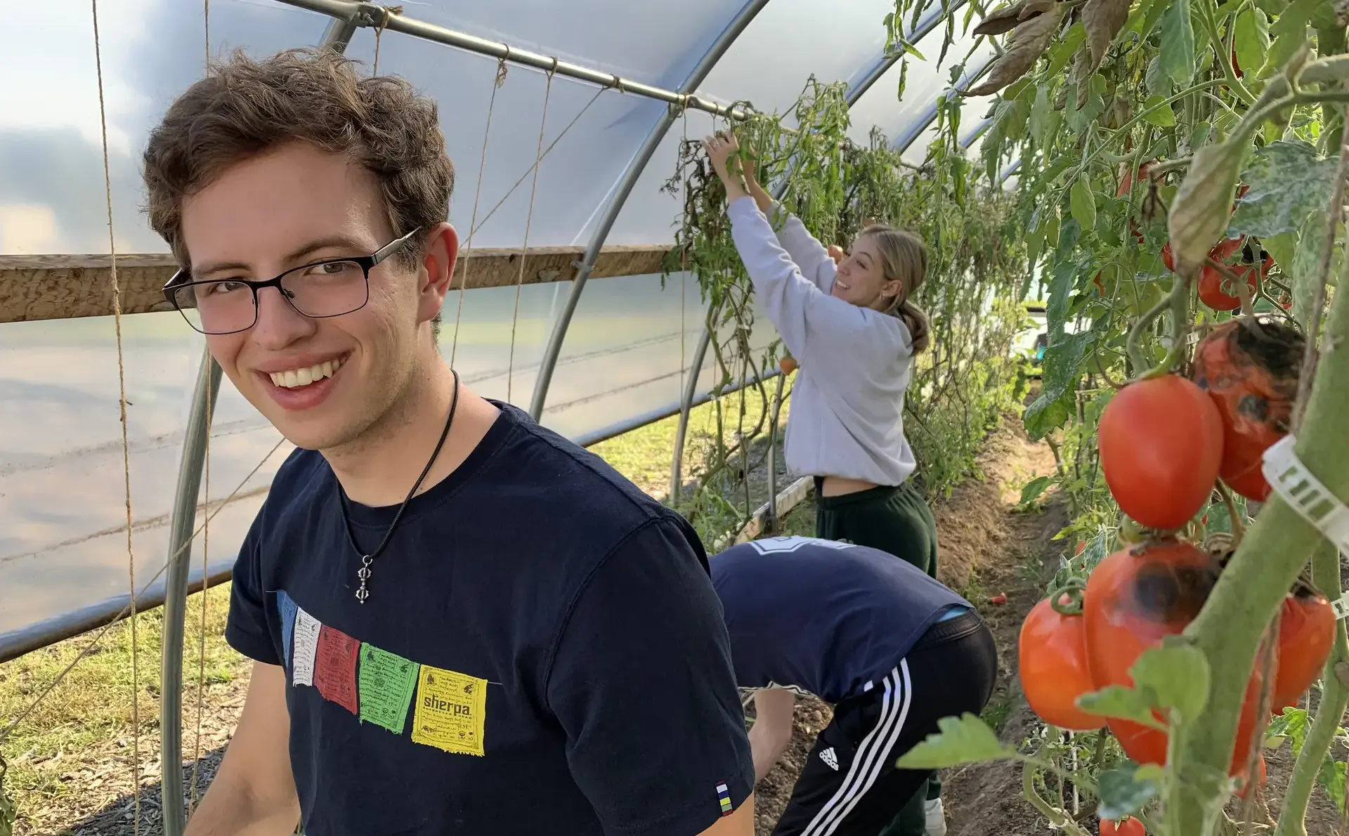 Students smiling while harvesting tomatoes in the green house.