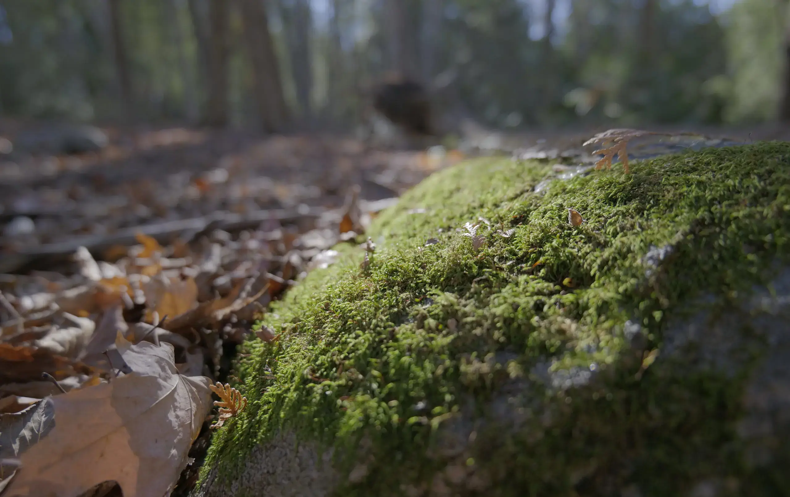 Mossy rock on forest floor