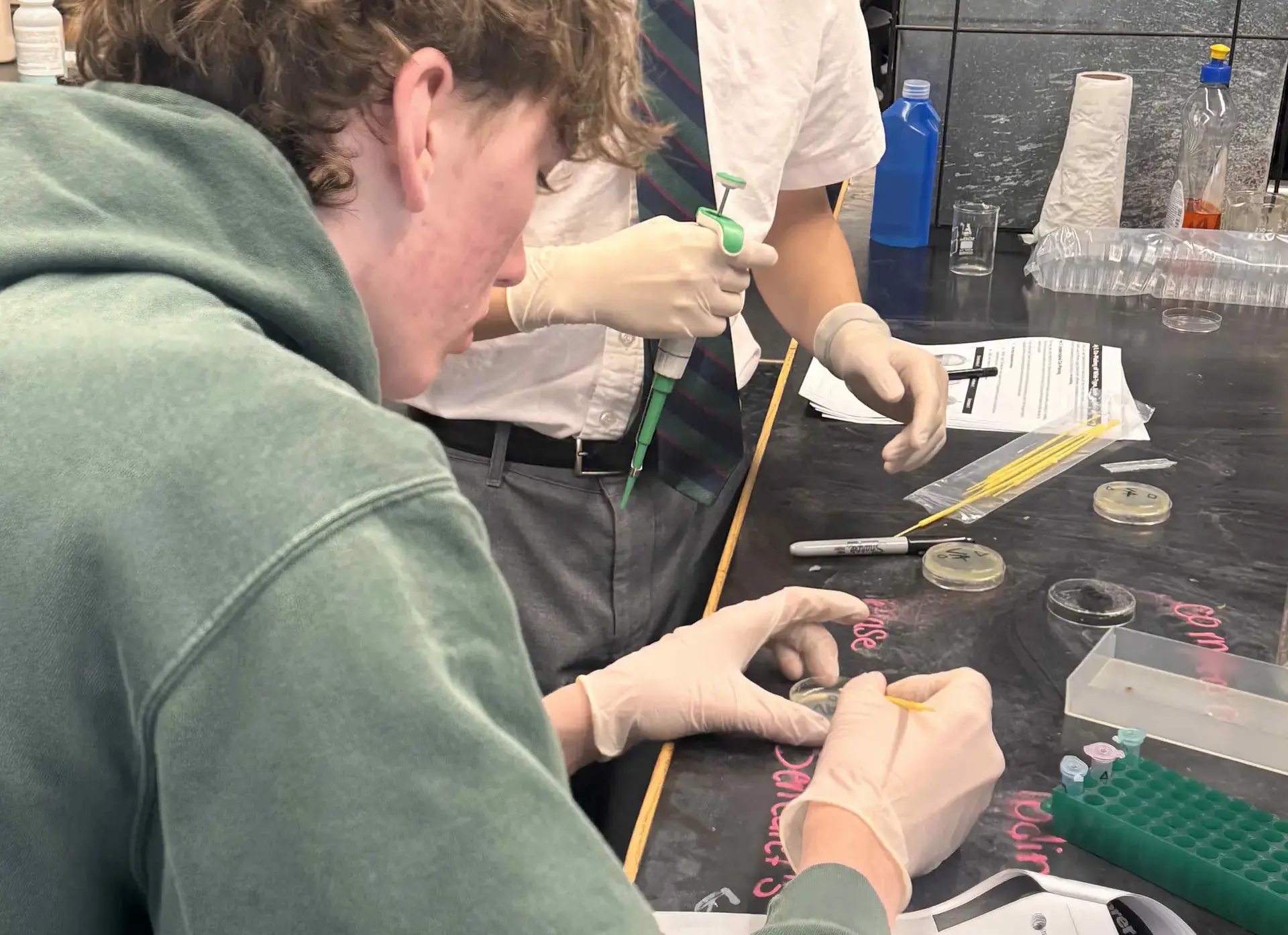 Student examining petri dish