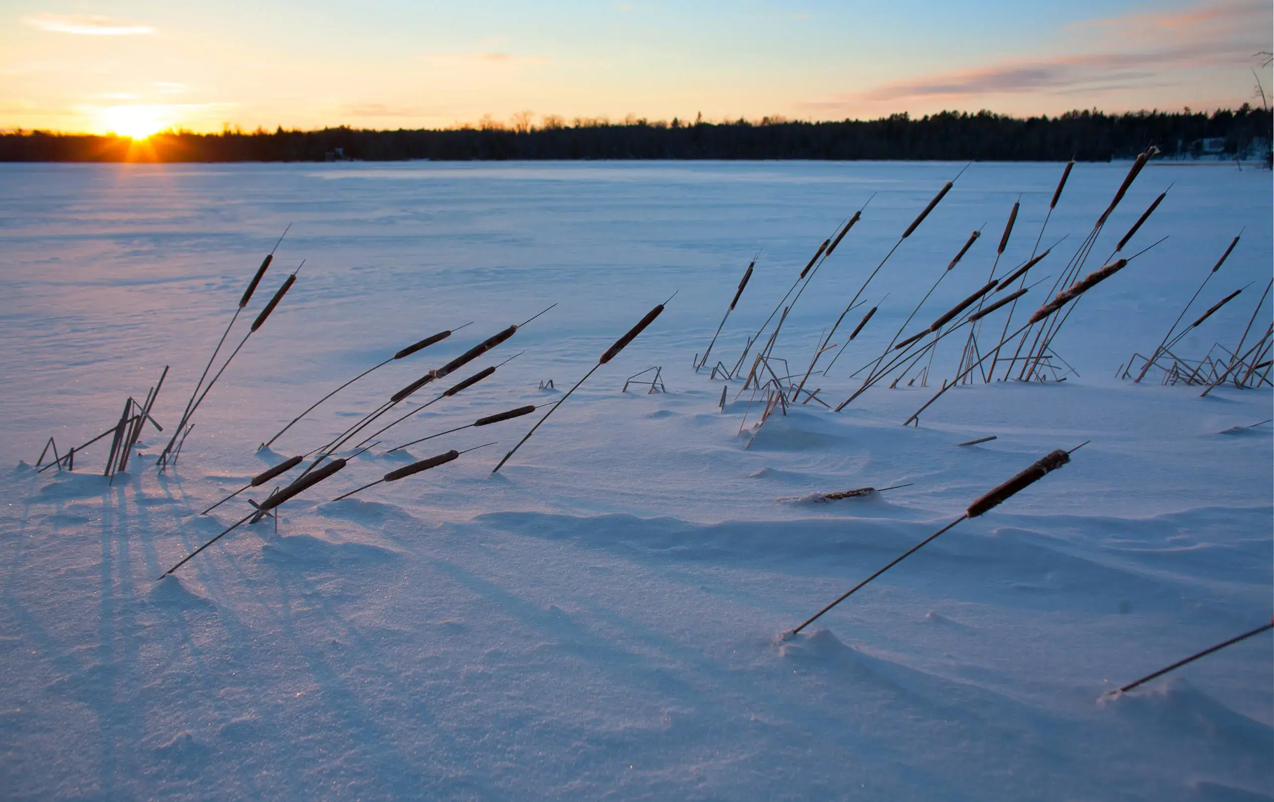 Reeds poking out of snow-covered ground