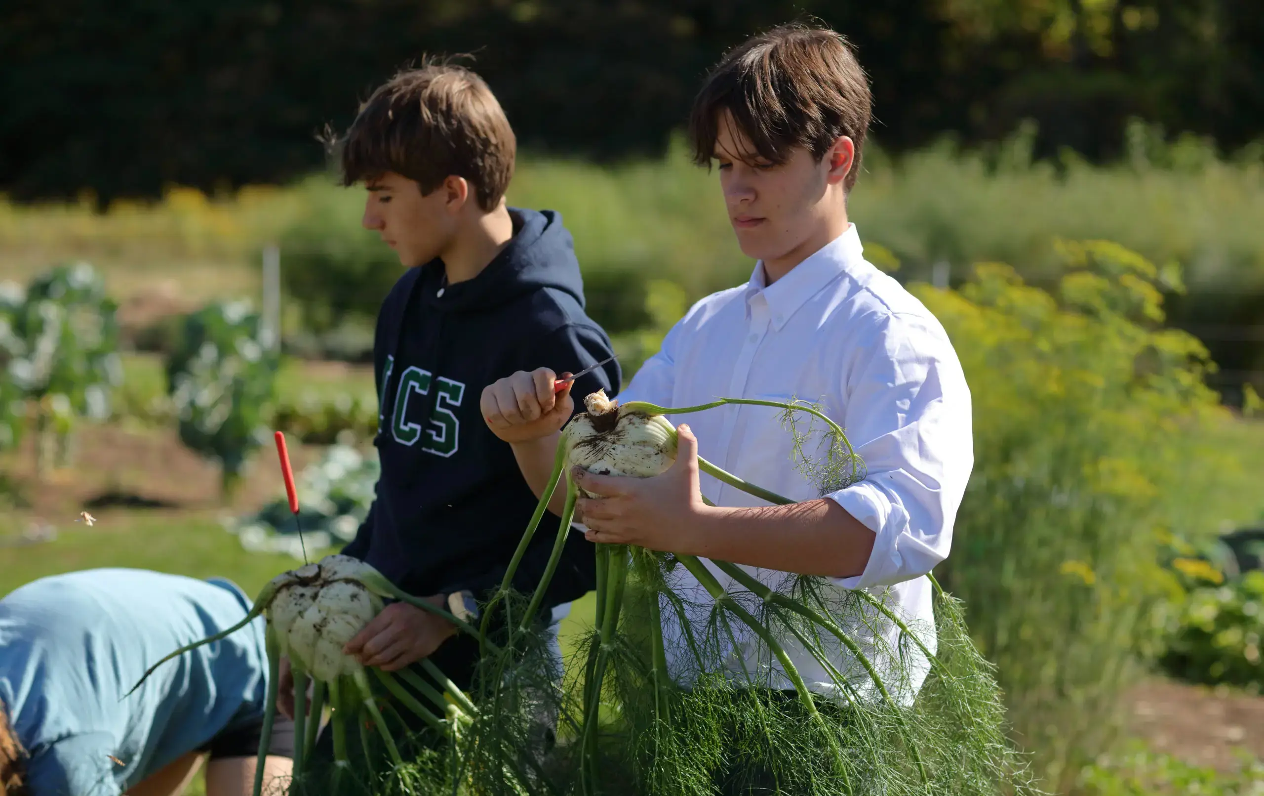 Student harvesting fennel