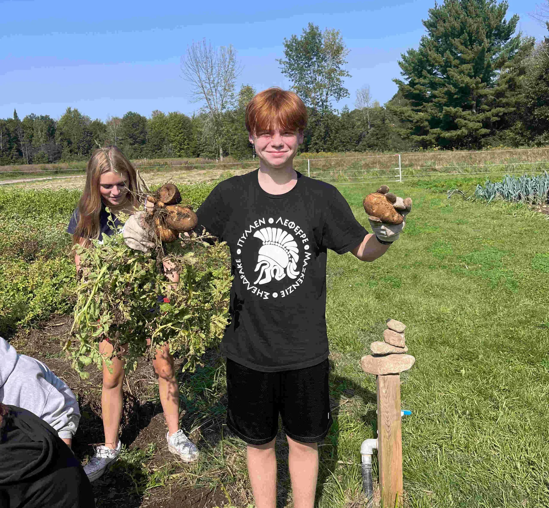 Student harvesting potatoes