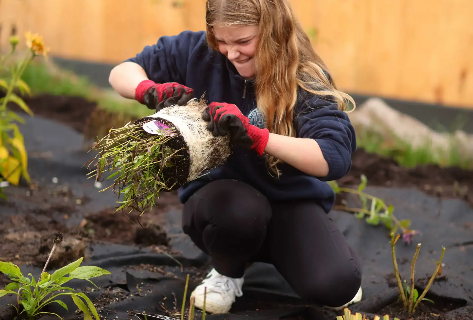 Student harvesting plant
