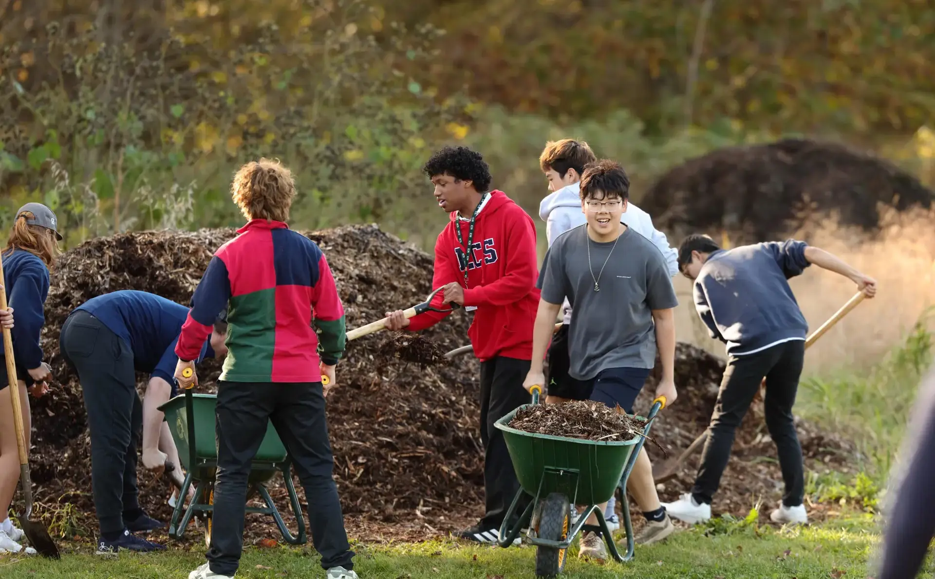 A group of students work together outdoors to shovel and transport piles of mulch in wheelbarrows.