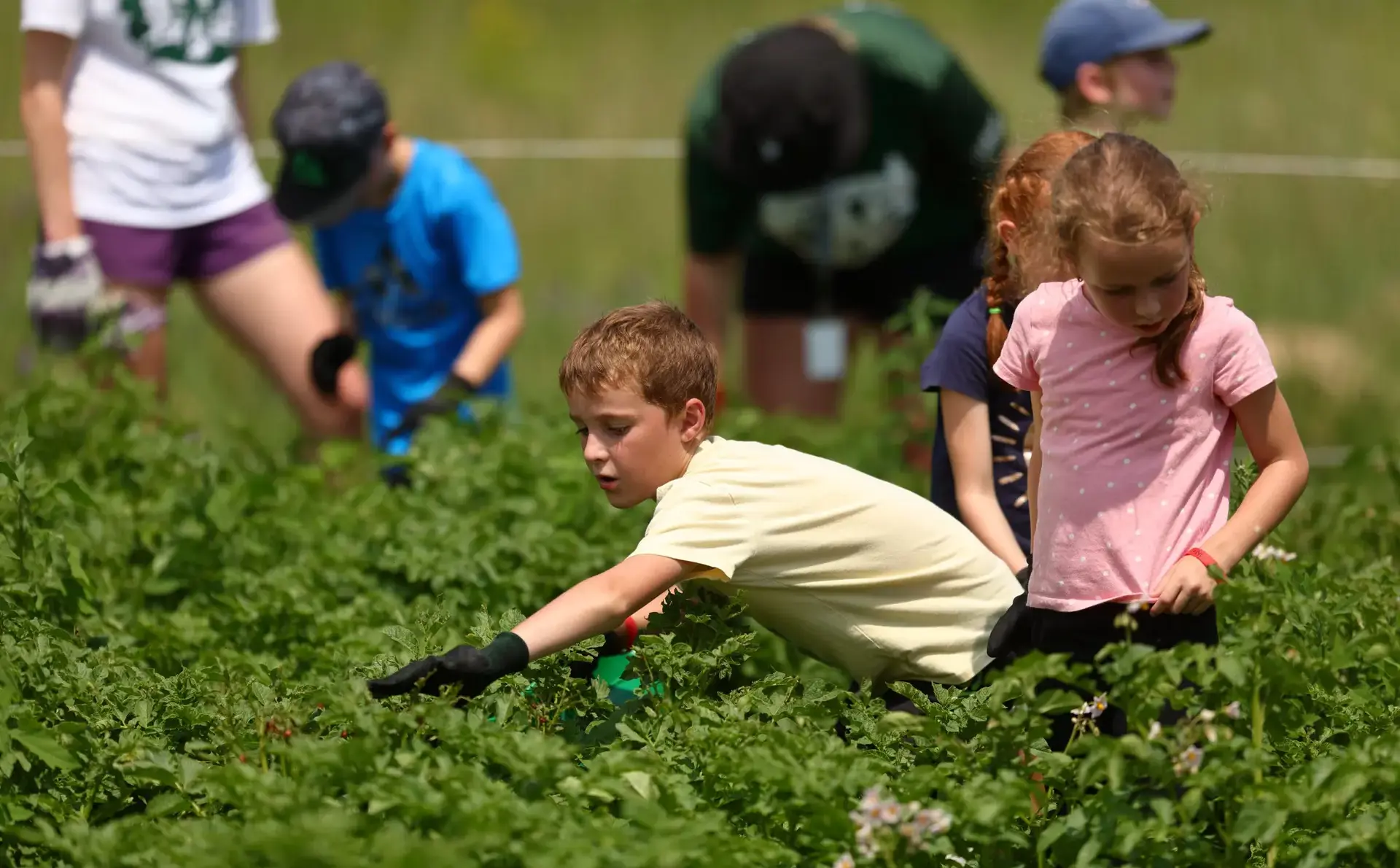 Student harvesting plants