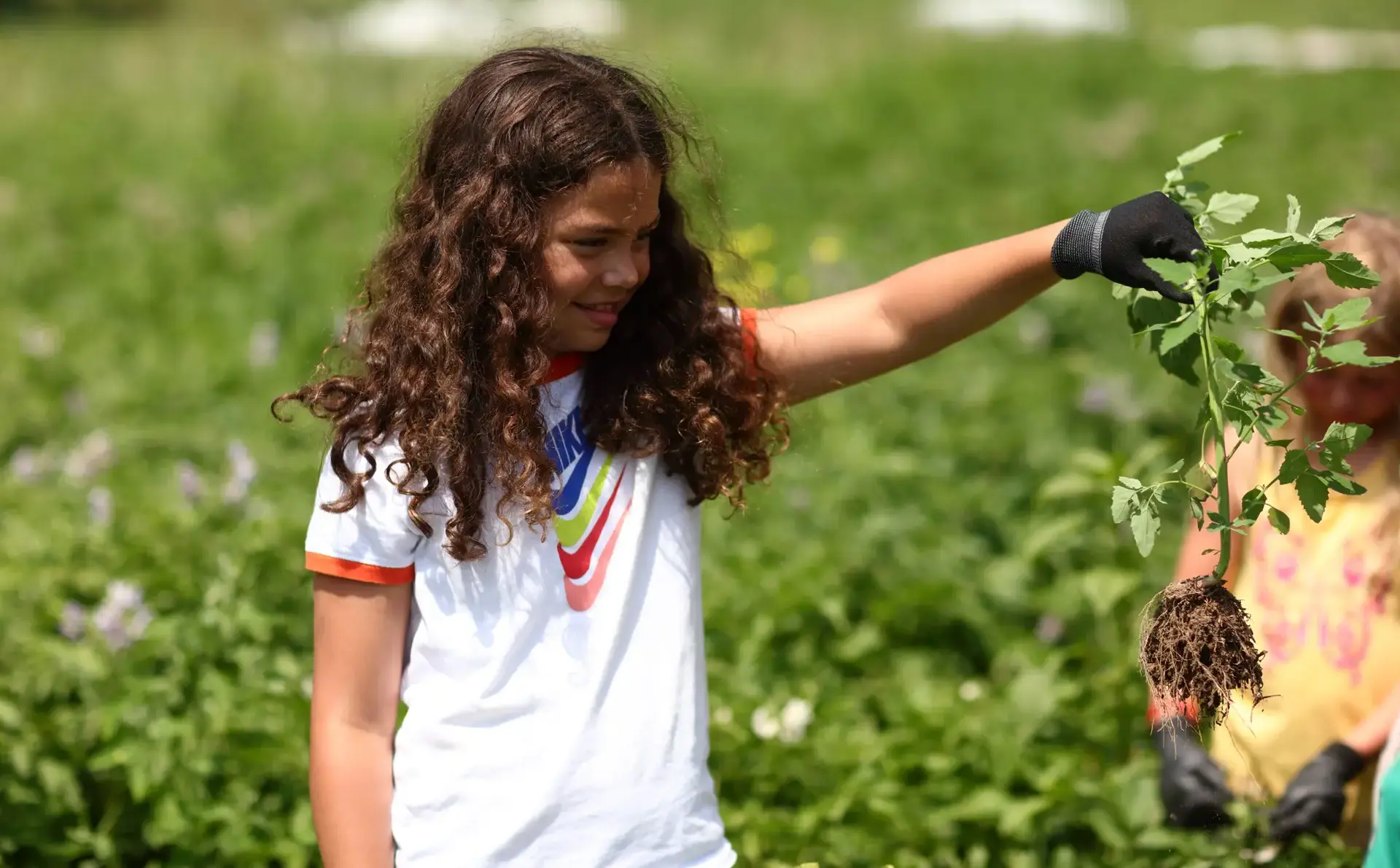 Student harvesting plant